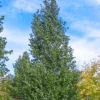 Dakota Pinnacle Birch Tree