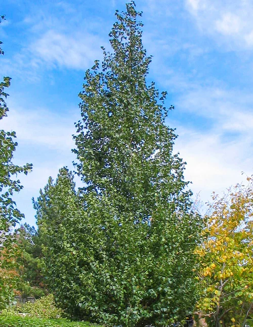 Dakota Pinnacle Birch Tree