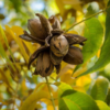 Elliot Pecan Tree