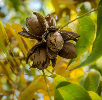 Elliot Pecan Tree