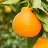 Minneola Tangelo Tree
