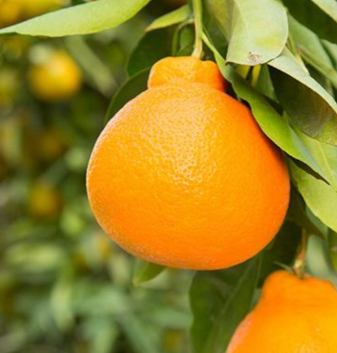 Minneola Tangelo Tree