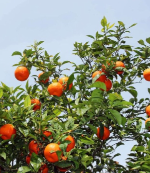 Minneola Tangelo Tree