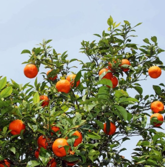 Minneola Tangelo Tree