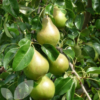 Comice Pear Tree