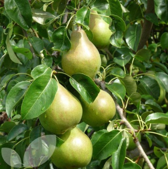 Comice Pear Tree