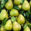 Comice Pear Tree