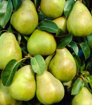 Comice Pear Tree