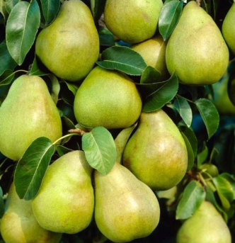 Comice Pear Tree