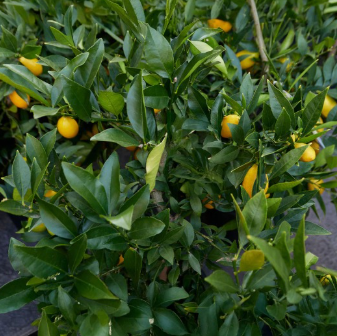 Screenshot 2026-05-30 172117 Meyer Lemon & Limequat Cocktail Bush