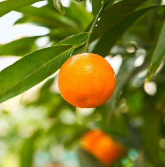 California Honey Mandarin Tree