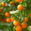 California Honey Mandarin Tree