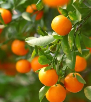 California Honey Mandarin Tree