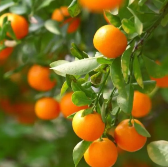California Honey Mandarin Tree