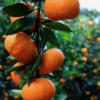 California Honey Mandarin Tree