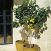 Bearss Lemon Tree