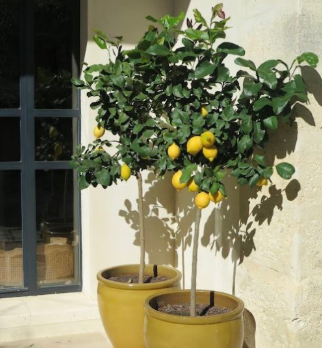 Bearss Lemon Tree