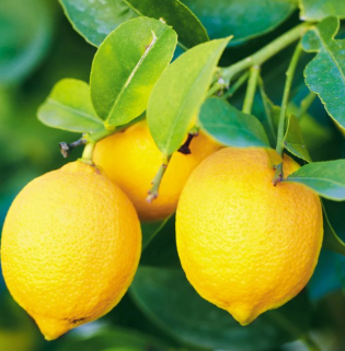 Bearss Lemon Tree