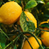 Bearss Lemon Tree