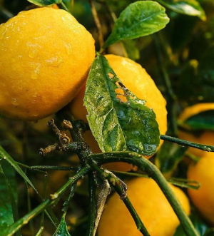 Bearss Lemon Tree