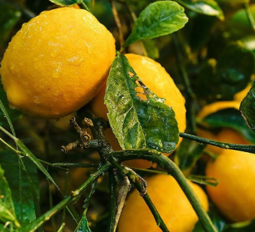 Bearss Lemon Tree