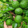 Kaffer 'Kieffer' Lime Tree