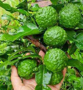 Kaffer 'Kieffer' Lime Tree
