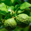 Kaffer 'Kieffer' Lime Tree
