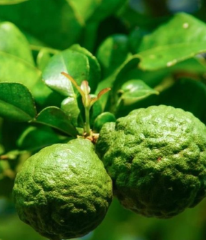Kaffer 'Kieffer' Lime Tree