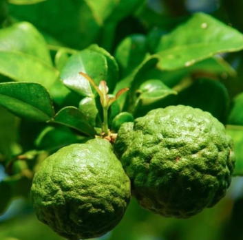 Kaffer 'Kieffer' Lime Tree