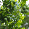 Kaffer 'Kieffer' Lime Tree