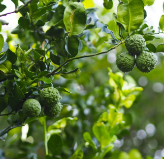 Kaffer 'Kieffer' Lime Tree