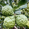 Kaffer 'Kieffer' Lime Tree