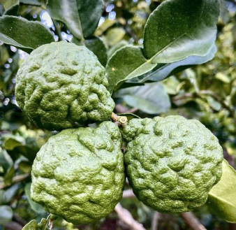 Kaffer 'Kieffer' Lime Tree