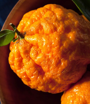 Gold Nugget Mandarin Tree