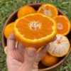 Gold Nugget Mandarin Tree