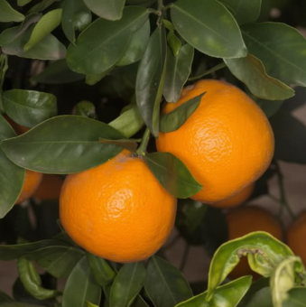 Gold Nugget Mandarin Tree