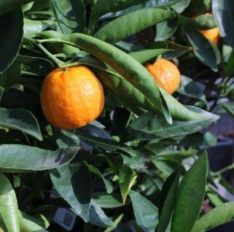 Gold Nugget Mandarin Tree