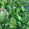 Screenshot 2026-05-30 175847 Red Finger Lime (Australian Finger Lime, Caviar Lime)