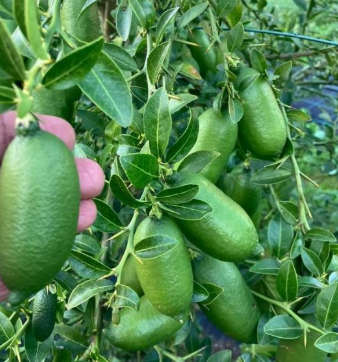 Screenshot 2026-05-30 175847 Red Finger Lime (Australian Finger Lime, Caviar Lime)