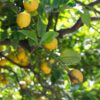 a-perry-5tm2EnWxliQ-unsplash Meyer Lemon & Limequat Cocktail Bush