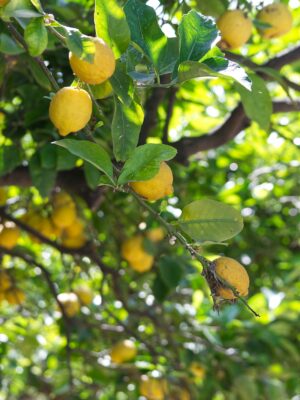 Meyer Lemon & Limequat Cocktail Bush