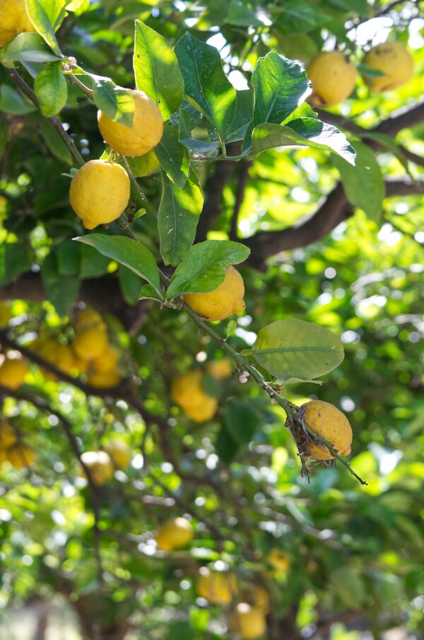 a-perry-5tm2EnWxliQ-unsplash Meyer Lemon & Limequat Cocktail Bush