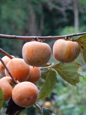 Fuyu Persimmon Tree