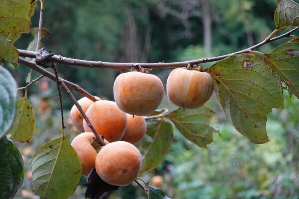 Fuyu Persimmon Tree