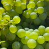 Niagara Grape Vine