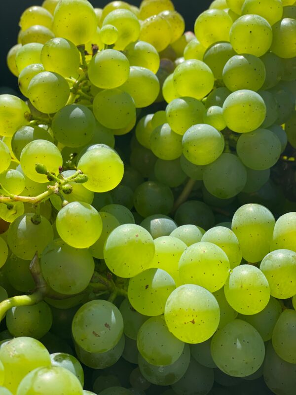 Niagara Grape Vine