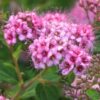 Little Princess Spiraea Shrub