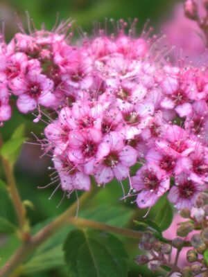 Little Princess Spiraea Shrub