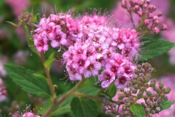 Little Princess Spiraea Shrub